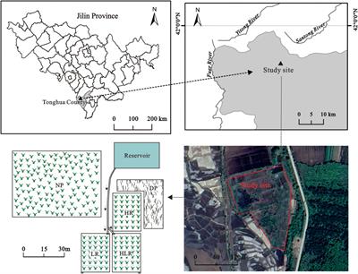 Responses of soil enzyme activities and bacterial community structure to different hydrological regimes during peatland restoration in the Changbai Mountain, northeast China